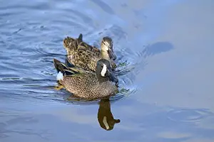 In The Water Prints: Two blue winged duck (Spatula discors)