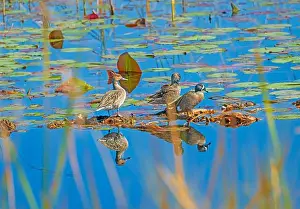 Ethology Prints: Blue Winged Teal Resting on Wetland Vegetation in the St Marks National Wildlife Refuge in Florida