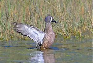Preening Prints: Blue-winged teal (Spatula discors) drake splashing wings after preening