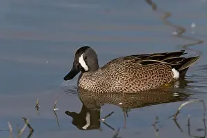 Drake Prints: Blue-winged Teal (Spatula discors) Glenn County California USA