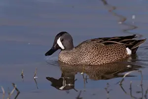 Drake Prints: Blue-winged Teal (Spatula discors) Glenn County California USA
