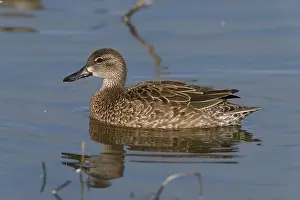 Anseriformes Prints: Blue-winged Teal (Spatula discors) Glenn County California USA