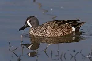 Drake Prints: Blue-winged Teal (Spatula discors) Glenn County California USA
