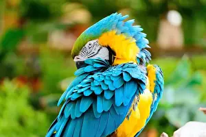 Pirates Prints: Blue and yellow macaw parrot arranging its colorful feathers