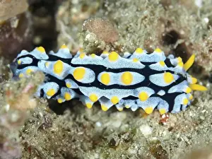 Underwater Worlds Prints: A blue and yellow nudibranch with distinctive patterns