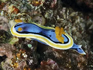 Conchifera Prints: A blue and yellow nudibranch, Elisabeth's Chromodoris (Chromodoris elisabethina)
