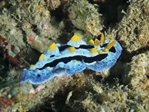 Dive Site Prints: A blue and yellow sea snail, Adriatic wart slug (Phyllidia varicosa)