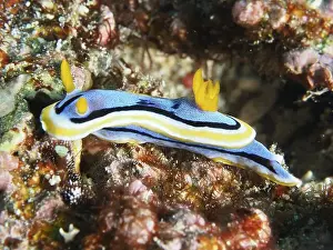Conchifera Prints: Blue-yellow sea snail, Elisabeth's Chromodoris (Chromodoris elisabethina)