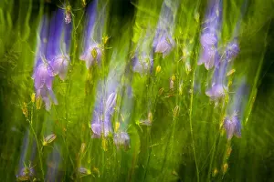Scandinavian Peninsula Prints: Bluebell abstractions, Campanula rotundifolia