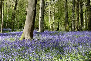 Bluebells Prints: Bluebell woods in Spring at Staffhurst wood Surrey UK