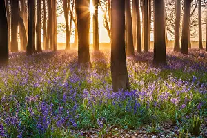 Rising Prints: Bluebell Woods at sunrise
