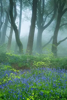 Enchanting Prints: bluebells in the misty woods near Minterne Magna at dawn, Dorset, England, UK
