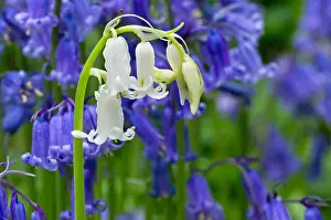 Scilla Prints: Bluebells (Scilla non-scripta / Endymion nonscriptus / Hyacinthoides non-scripta) white morph amongst blue flowers