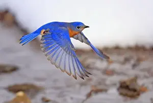 Bird Flying Prints: Bluebird flying over the river in the forest, Montreal, Canada