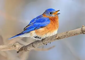Bluebird perched on the branch tree in the forest, Montreal, Canada