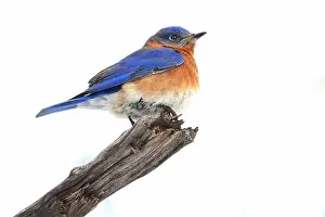 Bluebird perched on the branch tree in the forest, Montreal, Canada