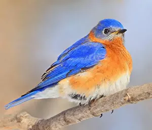 Bluebird Prints: Bluebird perched on the branch tree in the forest, Montreal, Canada