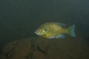River Ecosystem Prints: Bluefill in a dark rocky river