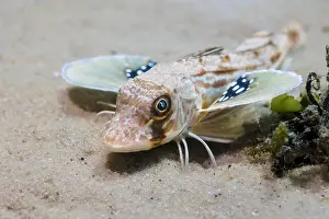Cape Town Prints: A Bluefin gurnard (Chelidonichthys kumu) seabream fish on the ocean floor with its pectoral fins open