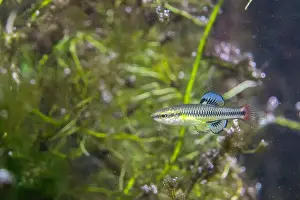 Lucania Prints: Bluefin killifish displaying colorful fins
