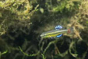 River Ecosystem Prints: Bluefin killifish displaying colorful fins
