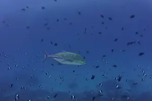 Bluefin Trevally (Caranx melampygus) in the coral reef of Maldives island