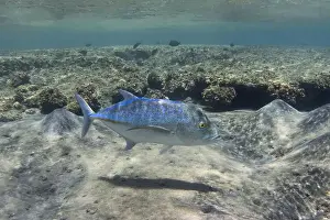 Trevally Prints: Bluefin trevally swimming in the shallow tropical sea water