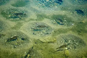 Watchful Prints: Several Bluegills guarding their nests in a lake in Michigan