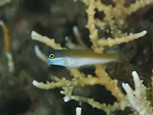 Different Coloured Prints: A bluehead blenny (Ecsenius ops)