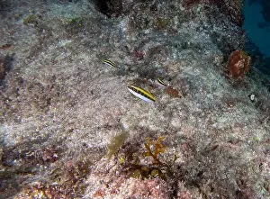 Florida Keys Prints: A Bluehead Wrasse initial phase (Thalassoma bifasciatum) in Punta Cana, Dominican Republic