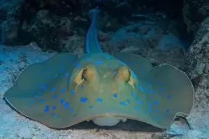 Stingray Prints: Bluespotted ribbontail ray in Red Sea near Marsa Alam, Egypt