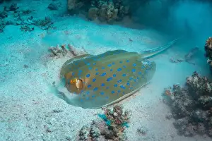 Stingray Prints: Bluespotted ribbontail ray in Red Sea near Marsa Alam, Egypt