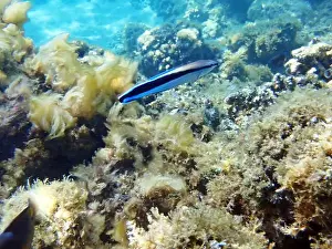 Underwater Scene Prints: Bluestreak cleaner wrasse (Labroides dimidiatus), underwater photography