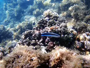 Underwater Scene Prints: Bluestreak cleaner wrasse (Labroides dimidiatus), underwater photography