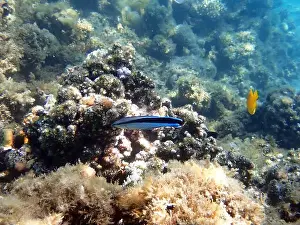 Underwater Scene Prints: Bluestreak cleaner wrasse (Labroides dimidiatus), underwater photography