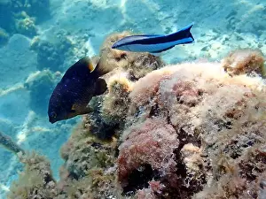 Underwater Scene Prints: Bluestreak cleaner wrasse (Labroides dimidiatus), underwater photography