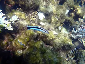 Underwater Scene Prints: Bluestreak cleaner wrasse (Labroides dimidiatus), underwater photography