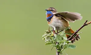 Ken Archer Prints: Bluethroat male alighting and singing on his summer territory in the arctic tundra of the Seward Peninsula