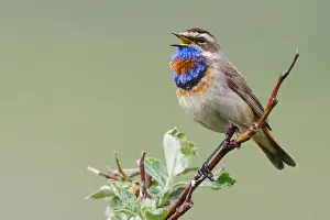 Willow Prints: Bluethroat male singing on his summer territory in the arctic tundra of the Seward Peninsula