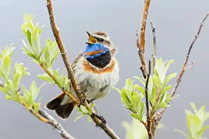 Willow Prints: Bluethroat male singing on his summer territory in the arctic tundra of the Seward Peninsula
