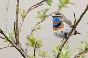 Willow Prints: Bluethroat male on his summer territory in the arctic tundra of the Seward Peninsula