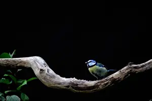 Dark Background Prints: Bluetit perched in centre of an isolated branch against dark background simplistic style with design space