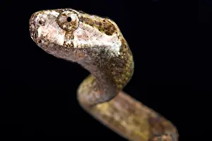 Treesnake Prints: The Blunthead slug snake (Aplopeltura boa) is a specialized snail eating snake species found in Southeast Asia