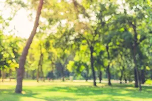 Blur nature green park with sun light abstract background