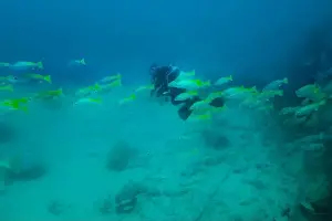 Fujairah Prints: A blurred image of a driver in the current among a flock of fish in muddy water at the bottom of the Gulf of Oman