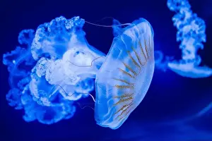 Medusa Prints: Blurry Colorful Jellyfishes floating on waters. Blue Moon jellyf