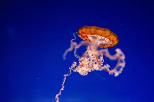 Marine Biology Prints: Blurry Colorful Jellyfishes floating on waters. Blue Moon jellyf