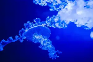 Medusa Prints: Blurry Colorful Jellyfishes floating on waters. Blue Moon jellyf