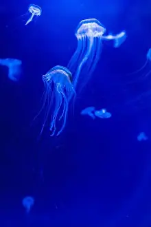 Medusa Prints: Blurry Colorful Jellyfishes floating on waters. Blue Moon jellyf