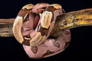 Red Tailed Prints: Boa constrictor (Boa constrictor constrictor) Suriname locality